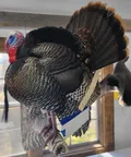 Turkey Mount