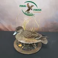 Waterfowl Mount